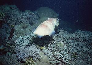 東北地方への旅行で特別な経験ができる