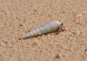 横浜新子安駅から徒歩2分のビジネスホテル｜東横INN横浜新子安駅前の魅力と詳細情報