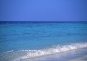 オプショナルツアーに申し込める旅行会社