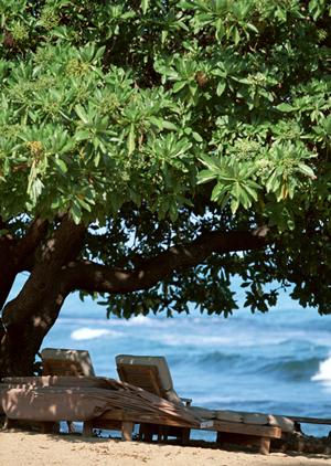 横浜で人気が高まるミーアキャットカフェ